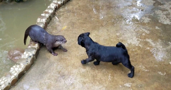 loutres chiot carlin