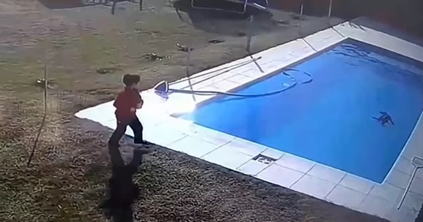 petit garçon sauve chien dans la piscine