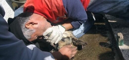 pompier sauve chien berger allemand