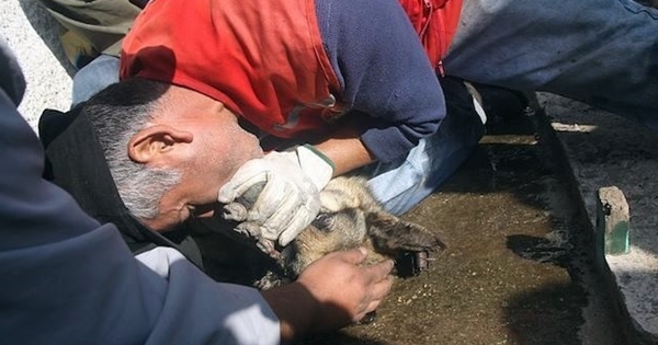 pompier sauve chien berger allemand