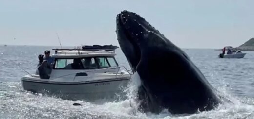 baleine atterrit bateau