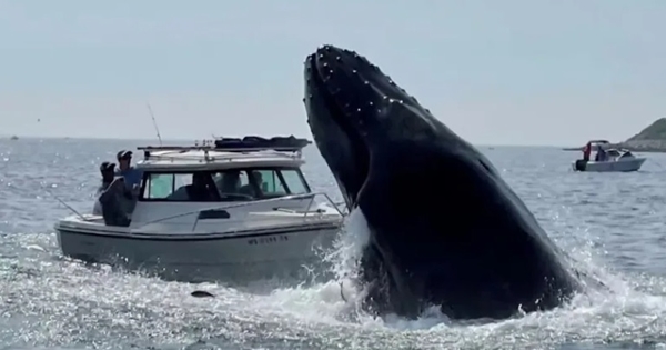 baleine atterrit bateau