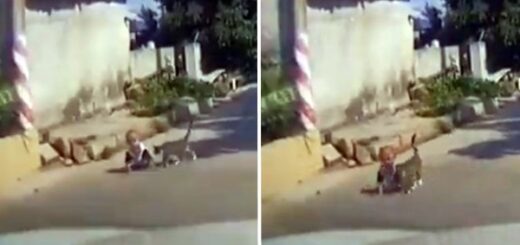 chat sauve bébé route