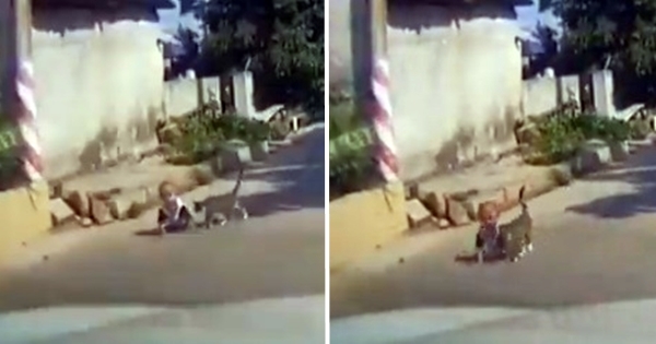 chat sauve bébé route