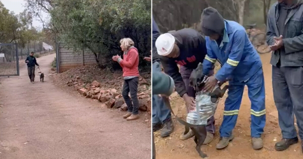 chien au revoir refuge