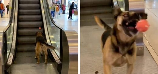 chien escalier roulant jouer a la balle