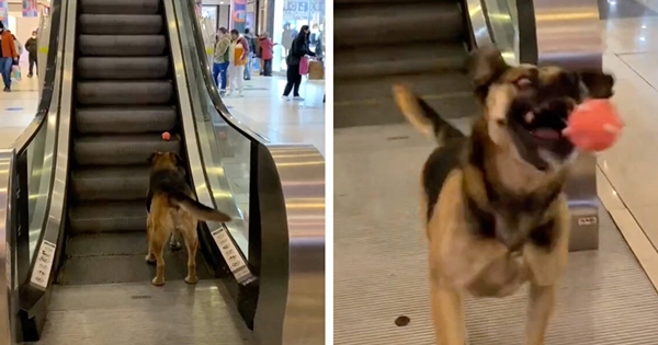 chien escalier roulant jouer a la balle