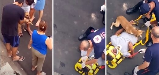 chien protège maître