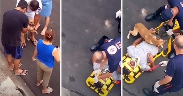 chien protège maître