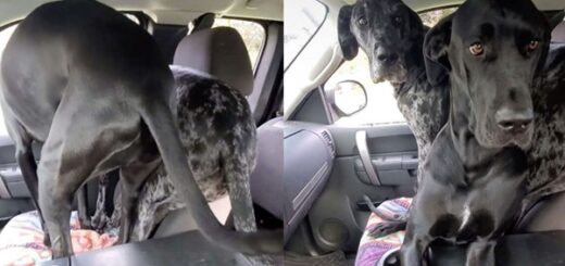 dogue allemand voiture