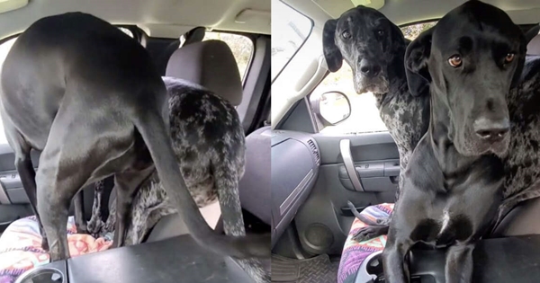 dogue allemand voiture