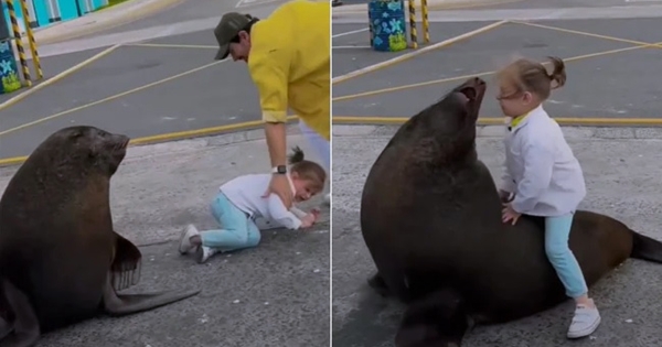 lion de mer petite fille