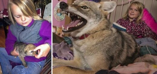 père offre coyote à sa fille