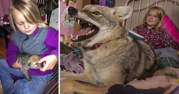 père offre coyote à sa fille