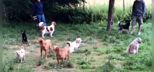 réunion chiens introvertis