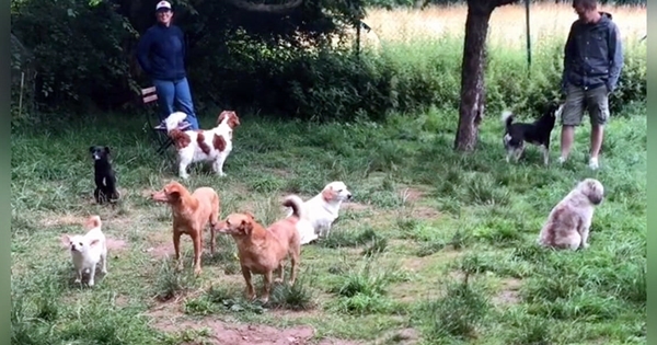 réunion chiens introvertis