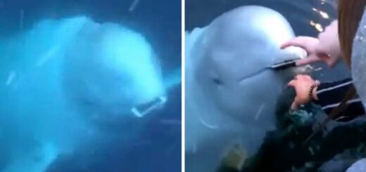 béluga rend le portable