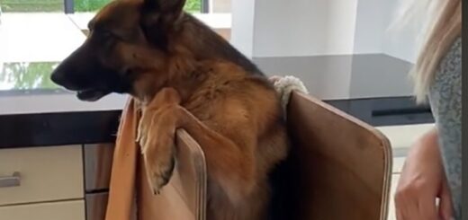 chien berger allemand chaise bébé