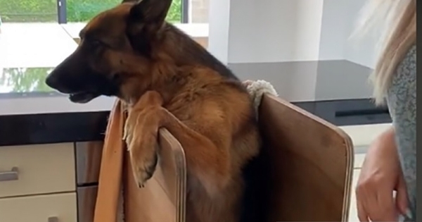 chien berger allemand chaise bébé