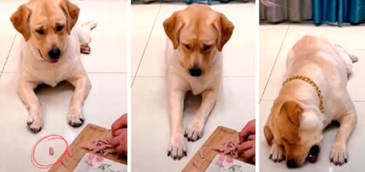 chien cache saucisse avec sa patte