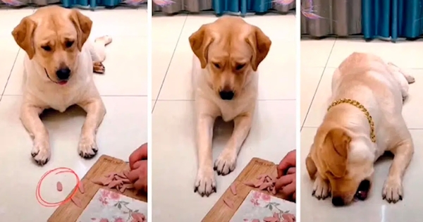 chien cache saucisse avec sa patte