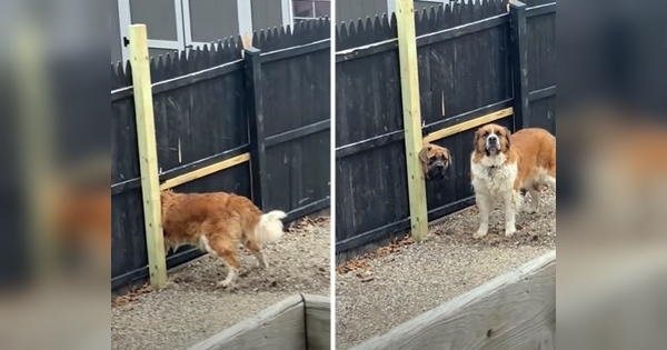 chien détruit cloture