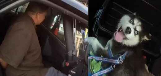 chien sauvé fermé voiture