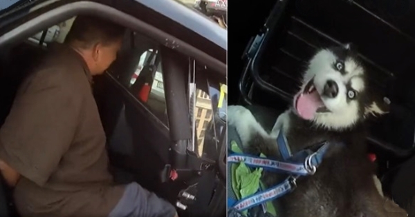 chien sauvé fermé voiture