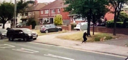 chien sauve maîtresse