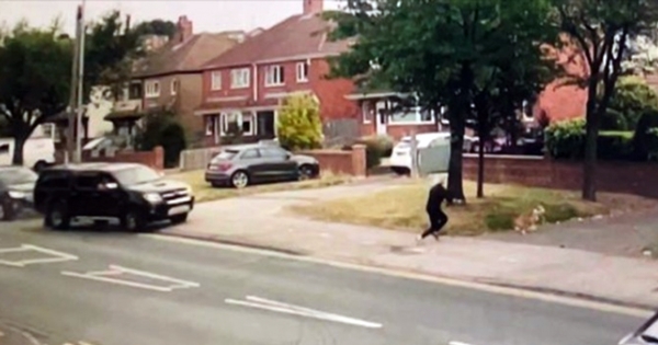 chien sauve maîtresse