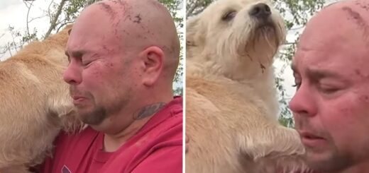 homme retrouve chien tornade