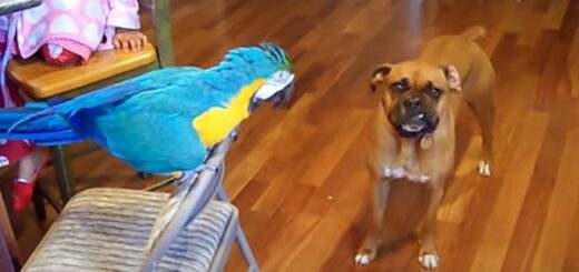 perroquet chien boxer