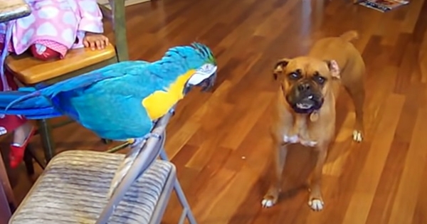 perroquet chien boxer