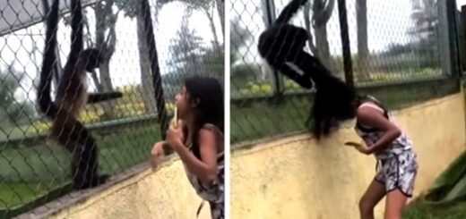 singe attrape cheveux fille