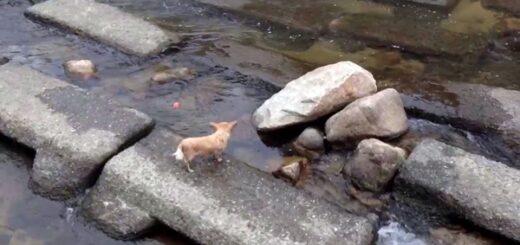 chien balle rivière