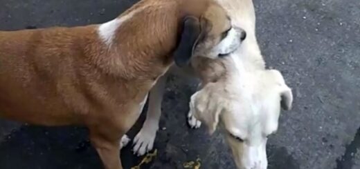 chien gratte dos chien handicapé