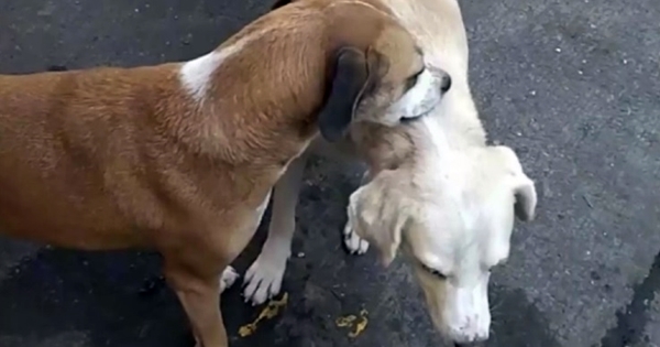 chien gratte dos chien handicapé