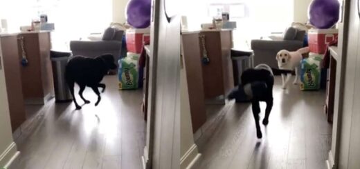 chien labrador ami sourd