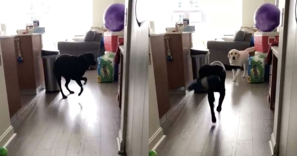 chien labrador ami sourd