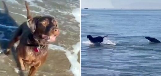 chien labrador phoque balle