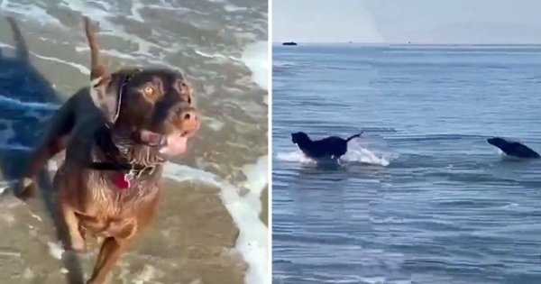 chien labrador phoque balle