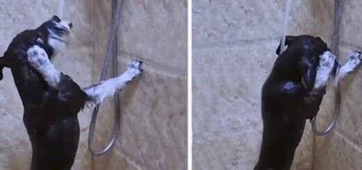 chien se douche tout seul