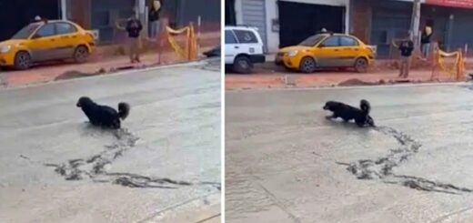 chien traverse route béton