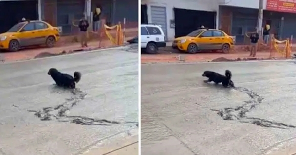 chien traverse route béton