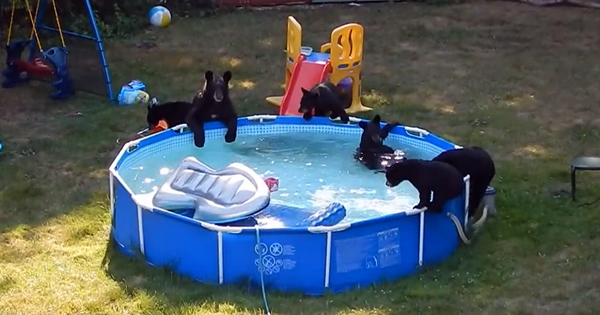 famille ours piscine