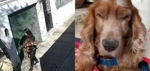 femme abandonne cocker aveugle