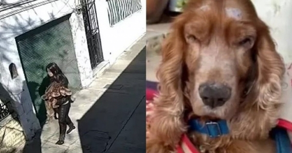 femme abandonne cocker aveugle