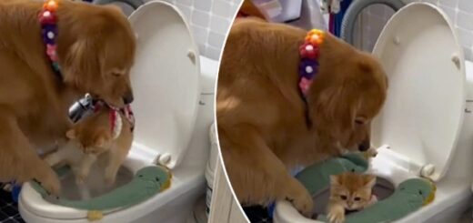 golden retriever chat toilette