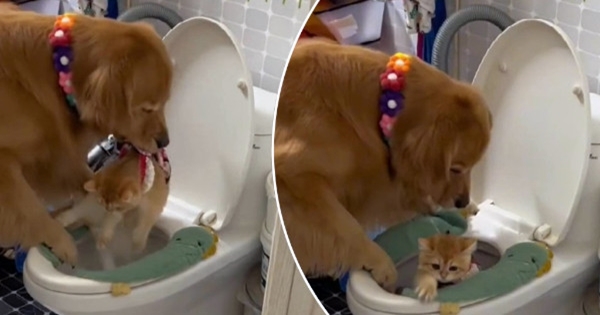 golden retriever chat toilette