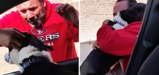 homme retrouvailles chien voiture